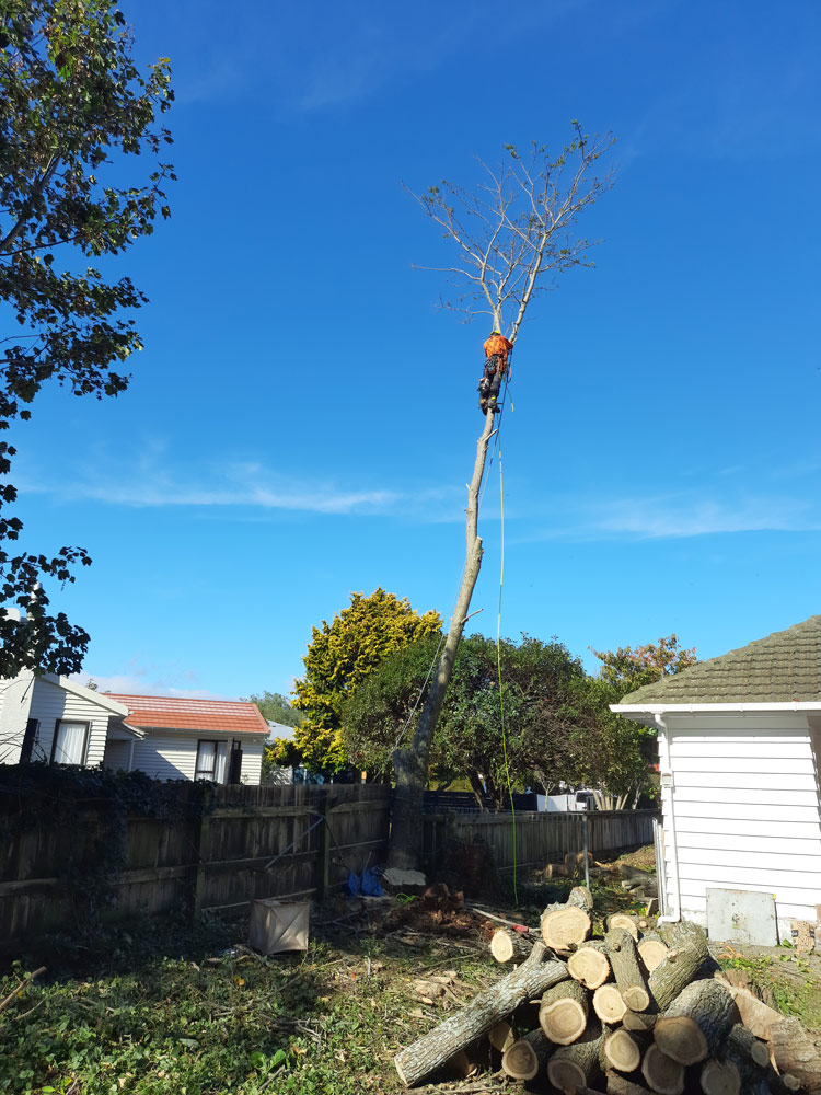 Tree Removal in backyard