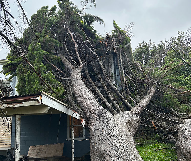large tree fallen on house