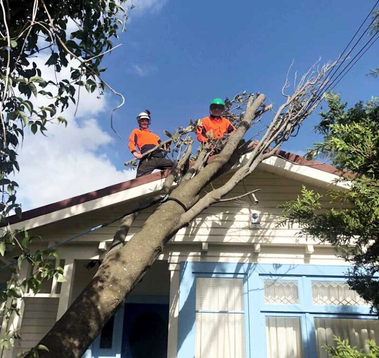 Tree Storm Damage | Emergency Tree Services | Wellington Region